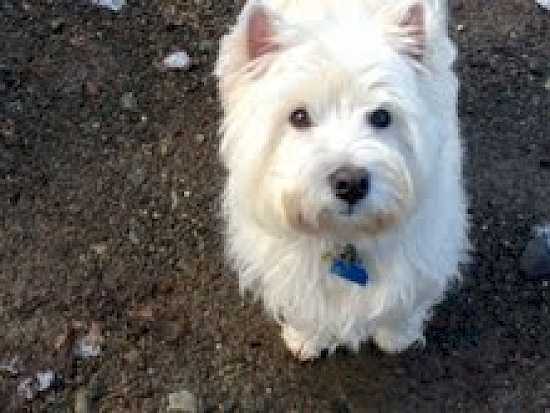 Angus